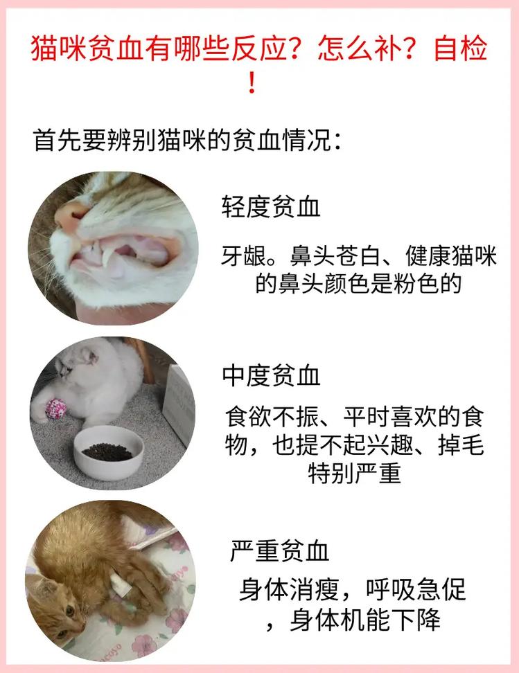 猫咪贫血？养猫人如何有效应对