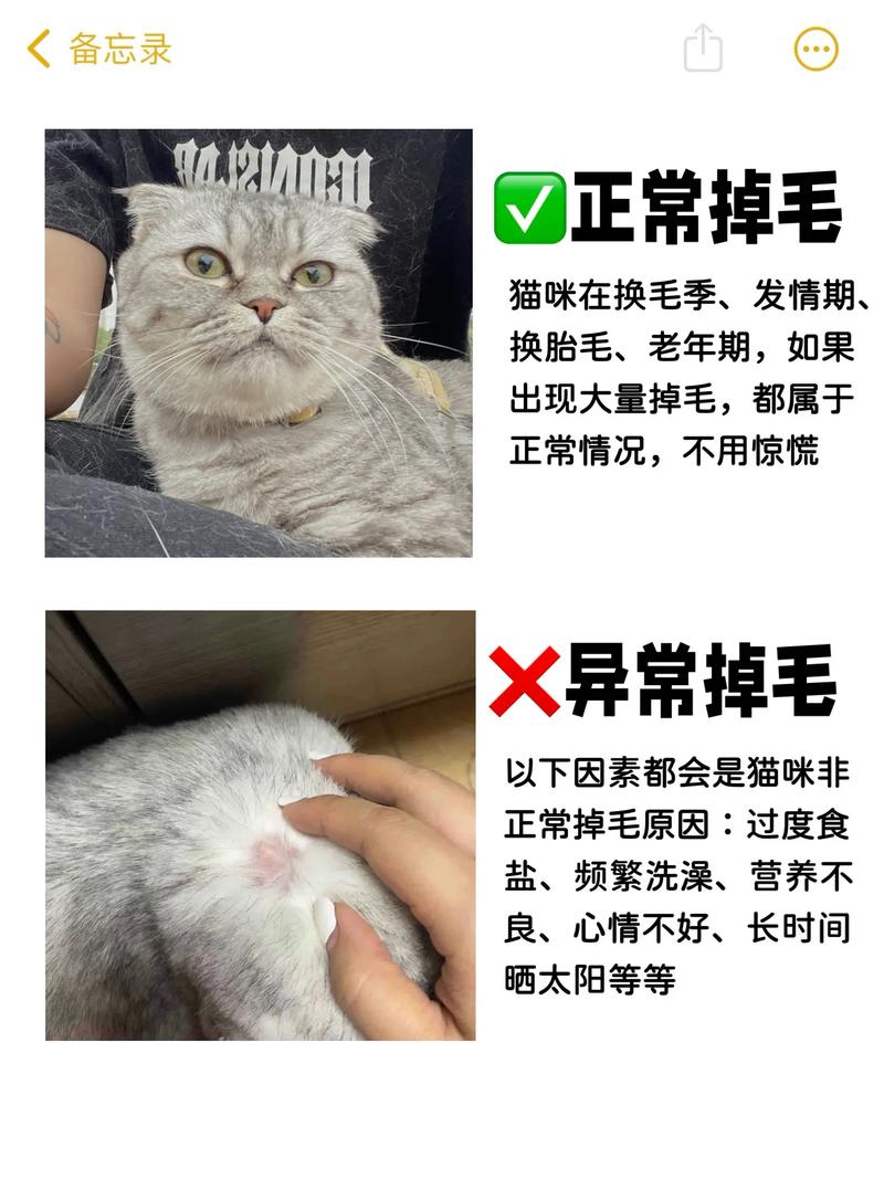 猫咪掉毛的真相与应对妙招