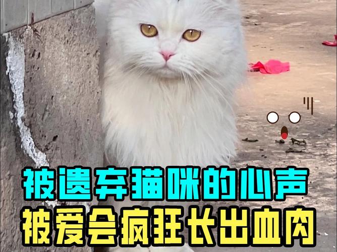 揭秘猫咪美容的秘密价——每月只需几十元