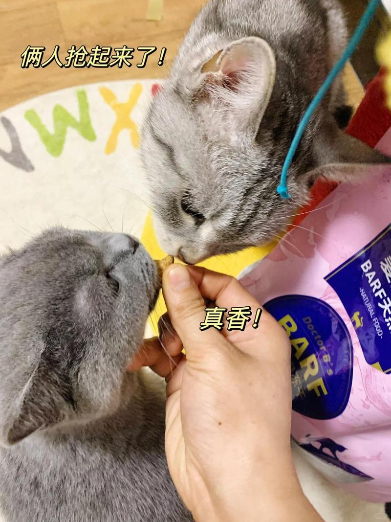 猫咪脸上的小白包，常见的原因与护理指南