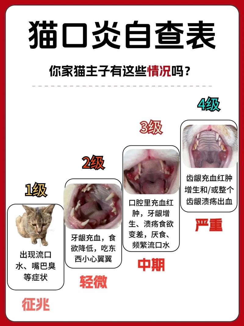 猫咪口腔健康问题，了解和处理嘴角起泡