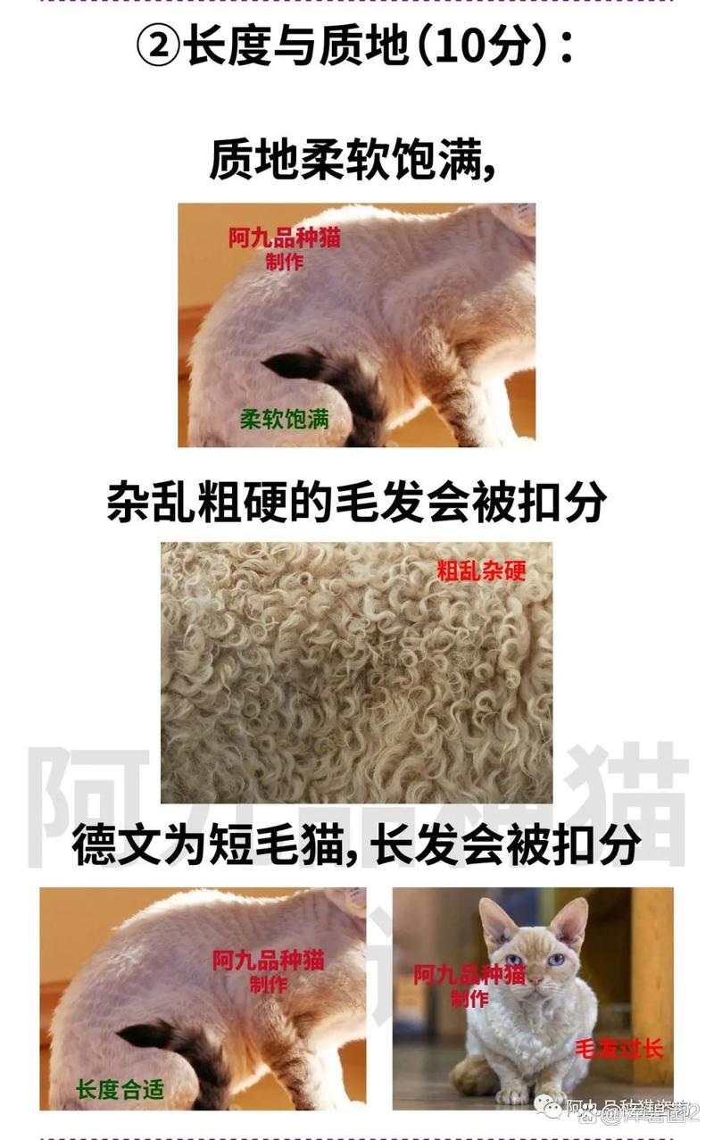 猫咪脱毛周期揭秘，常见原因与养护小贴士