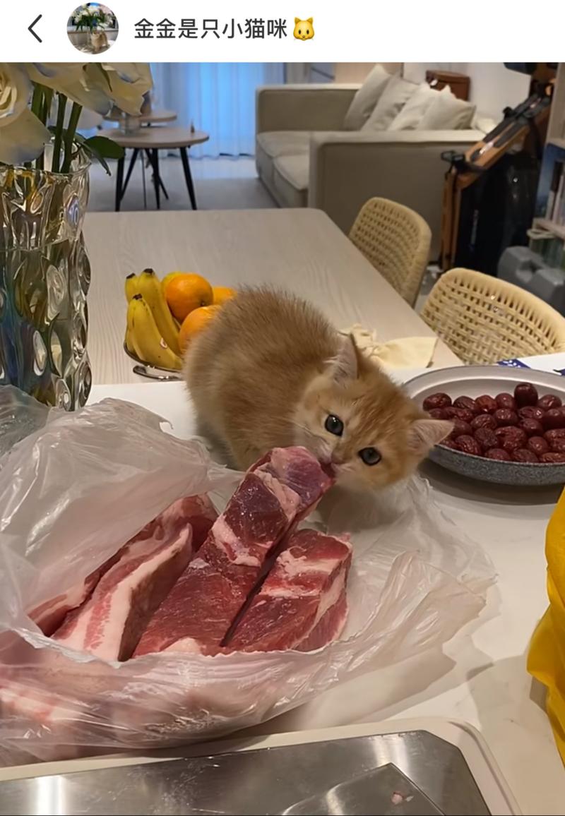 猫咪长大到什么程度可以开始吃肉？