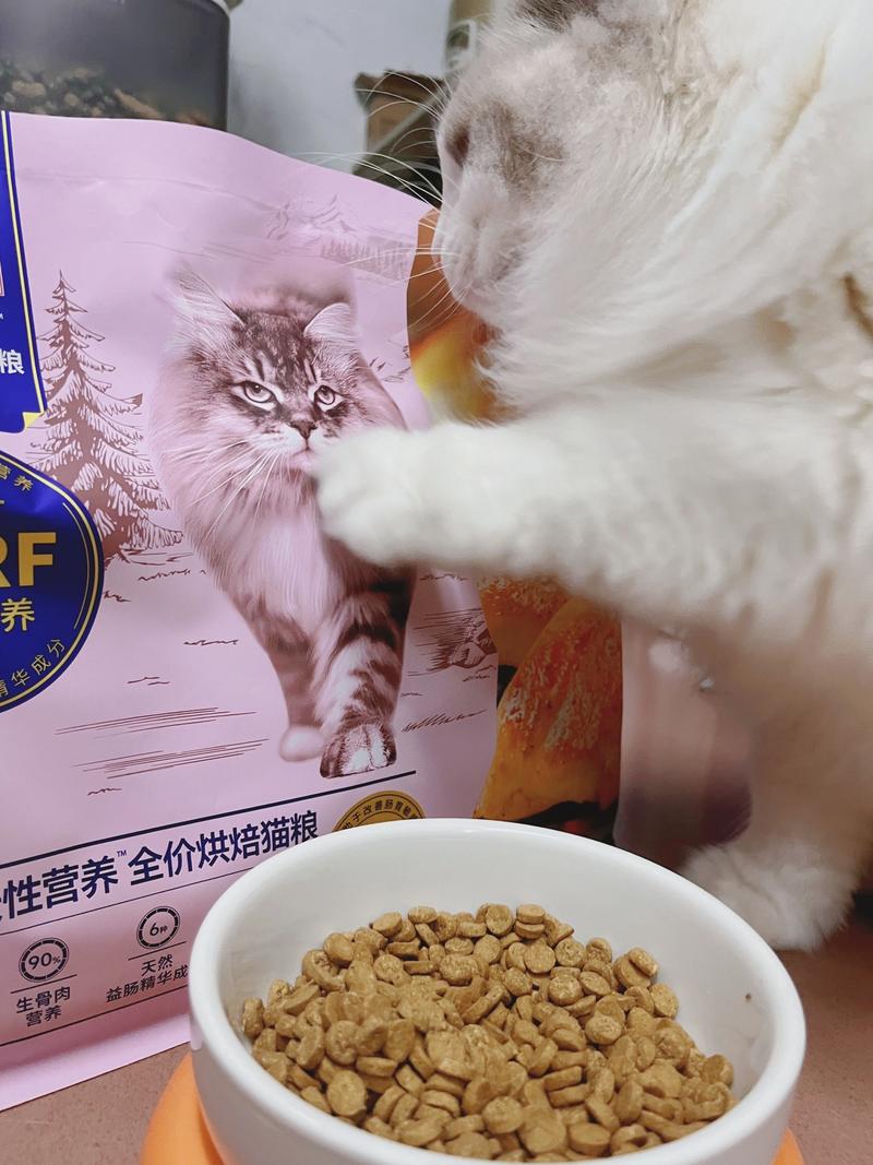 猫咪不吃饭发抖？了解可能的健康危机