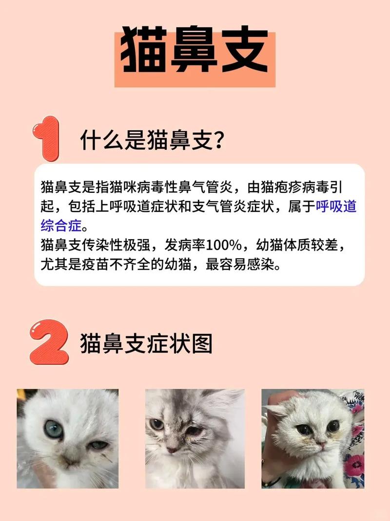 猫咪鼻支，如何预防与应对致命疾病