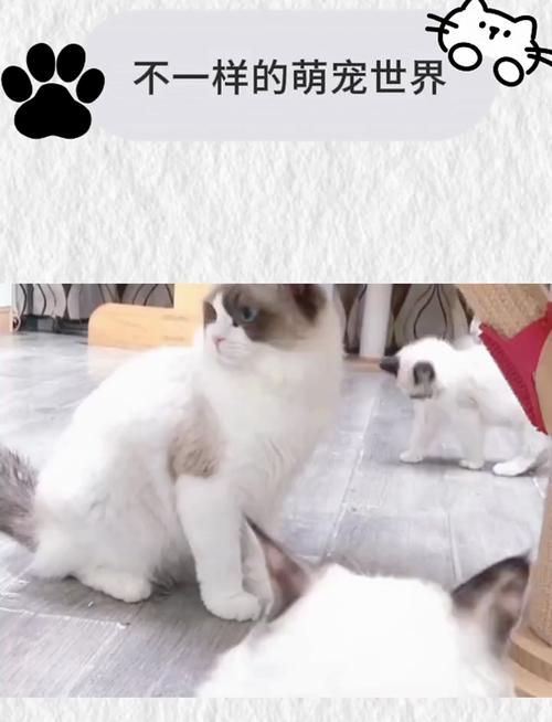 猫咪的午睡哲学，侧躺的秘密