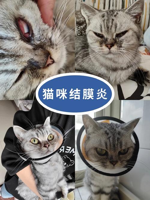 猫咪内眼角发炎，如何预防与护理