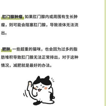 猫咪肛门腺问题，了解和护理的必要知识