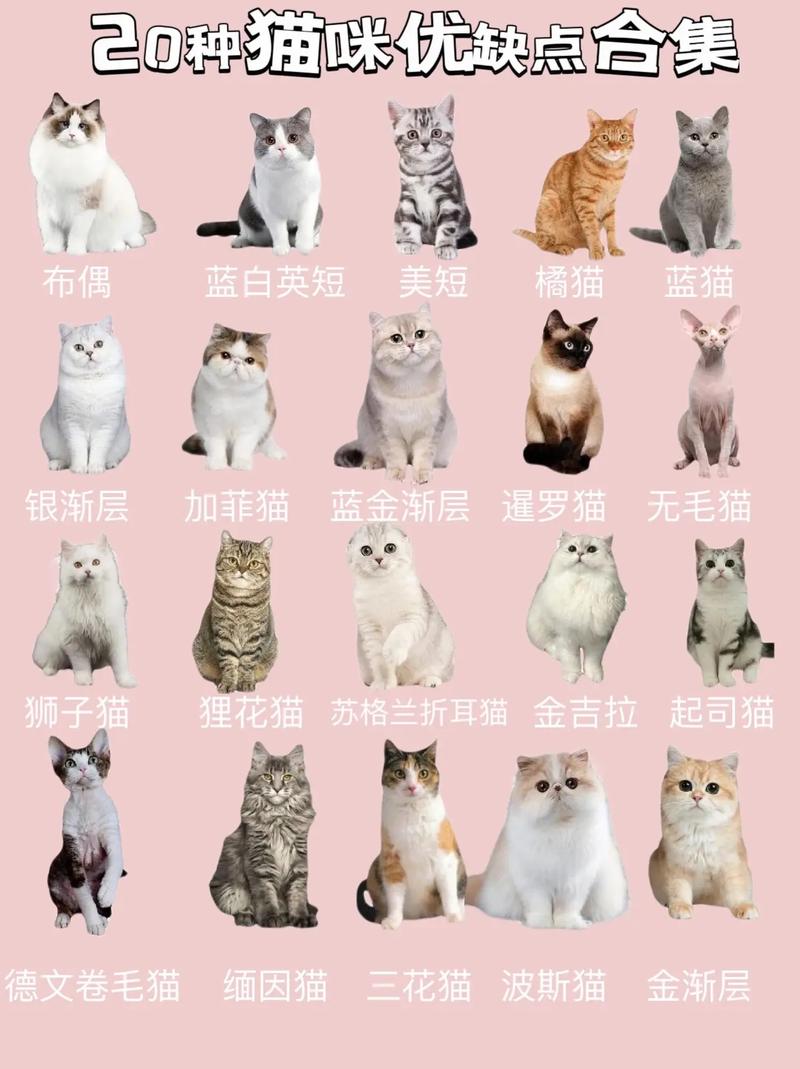 探索猫咪世界，十大最可爱猫咪品种