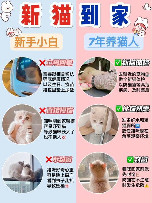 猫咪输液，护理关键期与注意事项