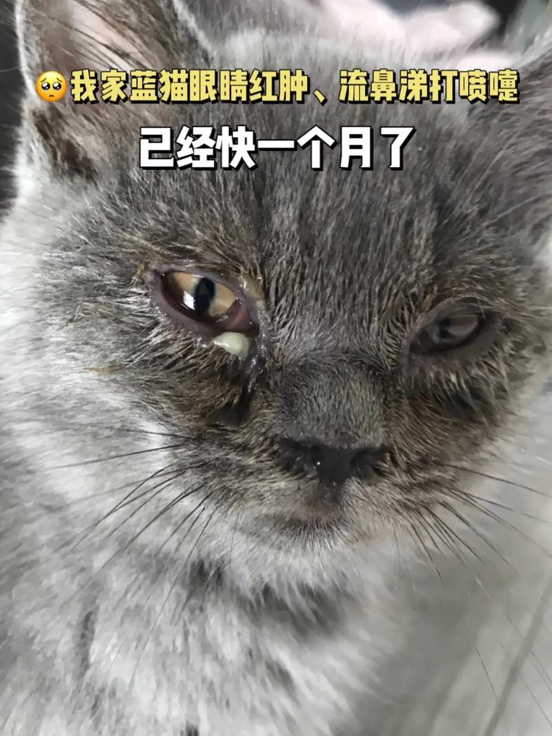 猫咪鼻子流脓发臭的健康警示