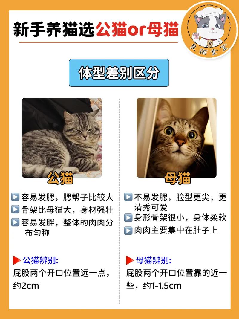 揭秘猫咪绝育，公猫与母猫的健康与福利