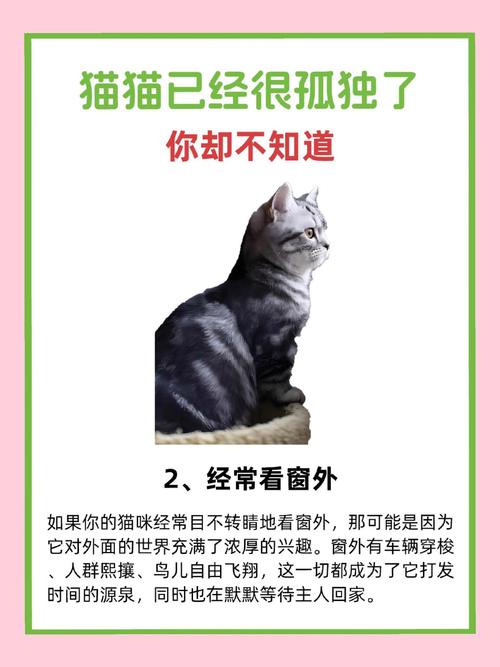 猫儿为何乱撒尿？破解猫咪排泄习惯的秘密