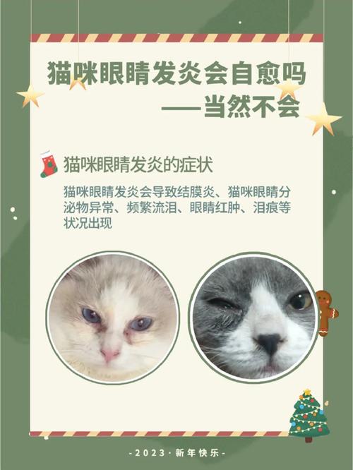 猫咪眼部外伤，如何正确处理与用药