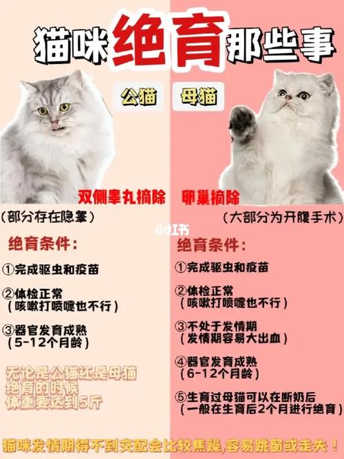 揭秘猫咪如何确定是否已受孕