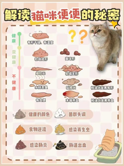 猫咪屁股上的秘密，如何识别和处理猫咪排泄问题