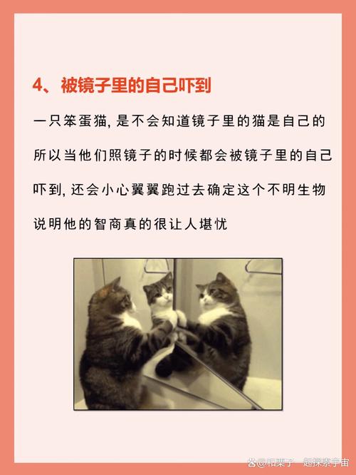 猫霸天下，一只猫咪如何征服了它的小王子