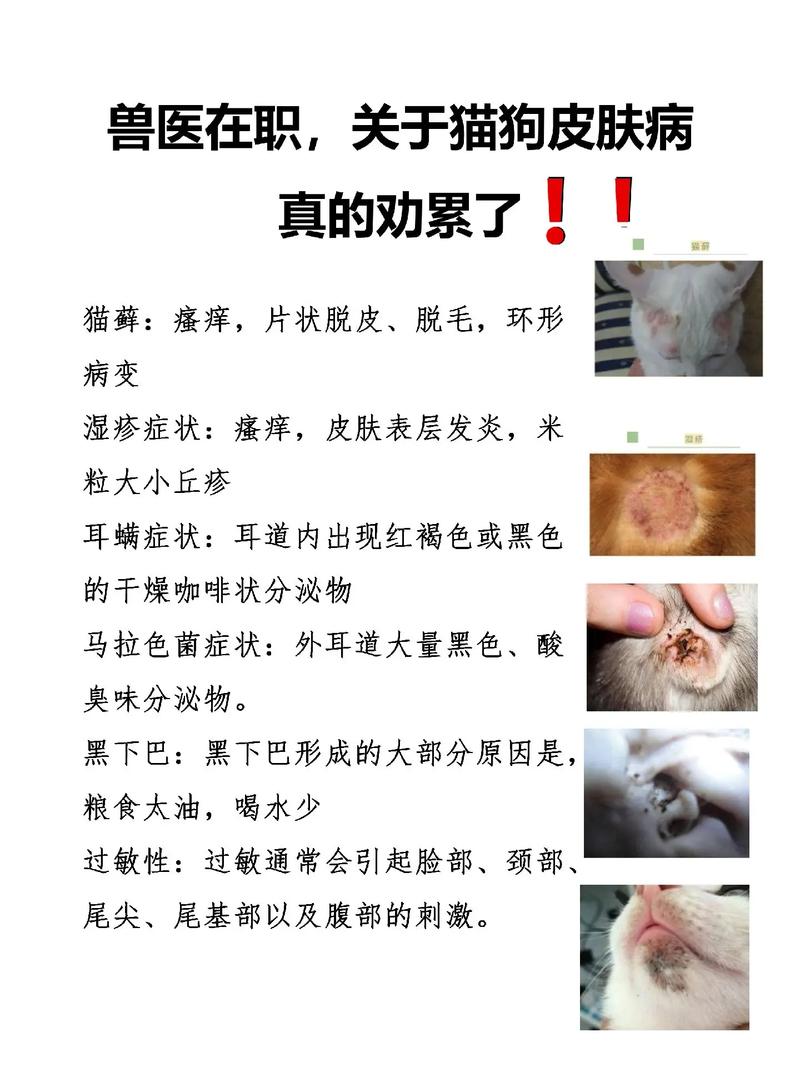 猫咪为何全身痒？揭秘宠物常见瘙痒症