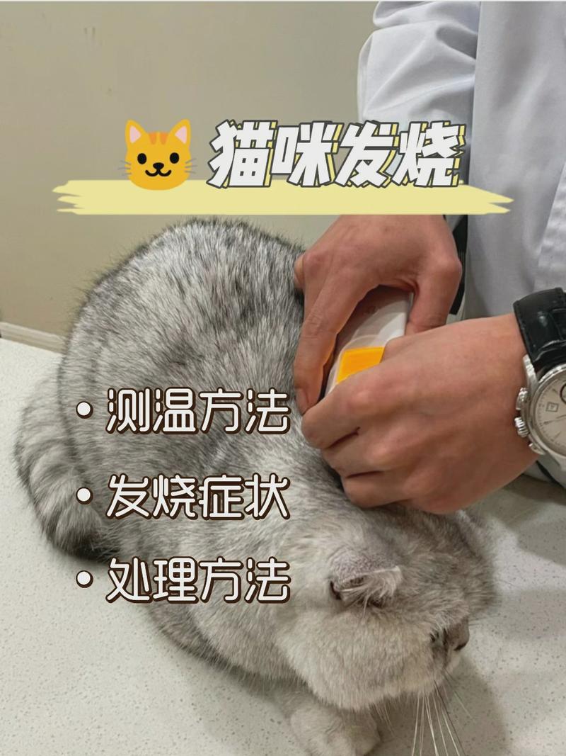 猫咪过激性发烧，如何识别与应对