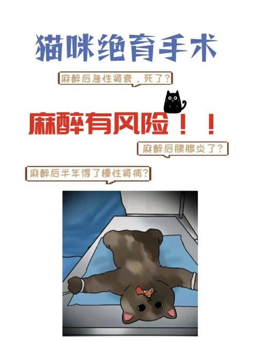 猫咪呼吸麻醉的真相，一场无痛的手术体验