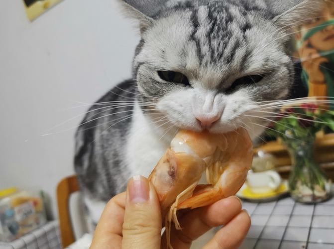 猫咪真的能吃虾子吗？揭秘猫咪的美食密码