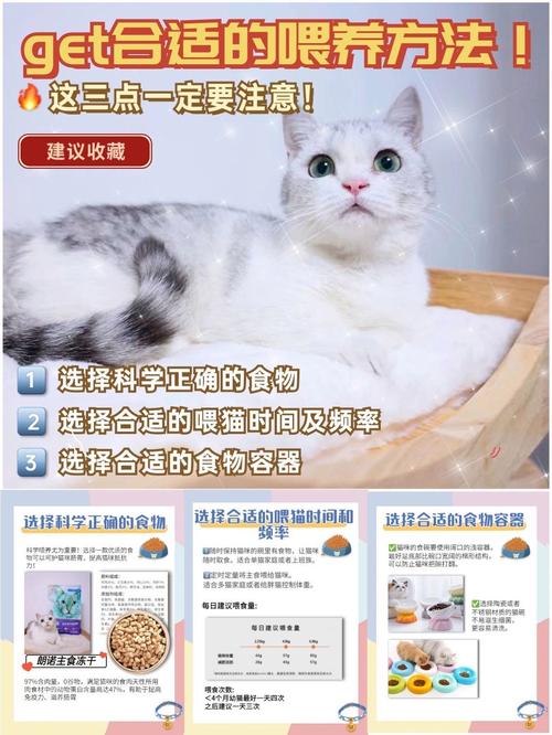 重塑猫咪作息，科学调整，打造健康生活