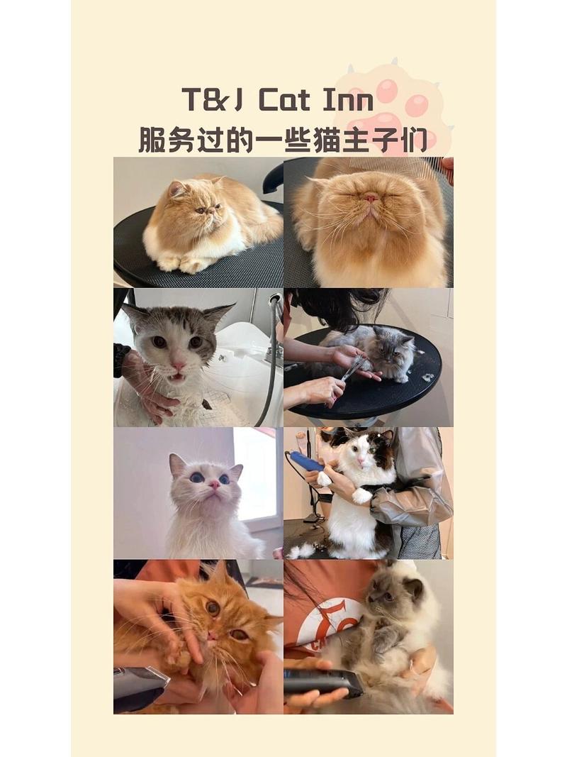 猫咪的沐浴秘籍，轻松享受SPA般清洁