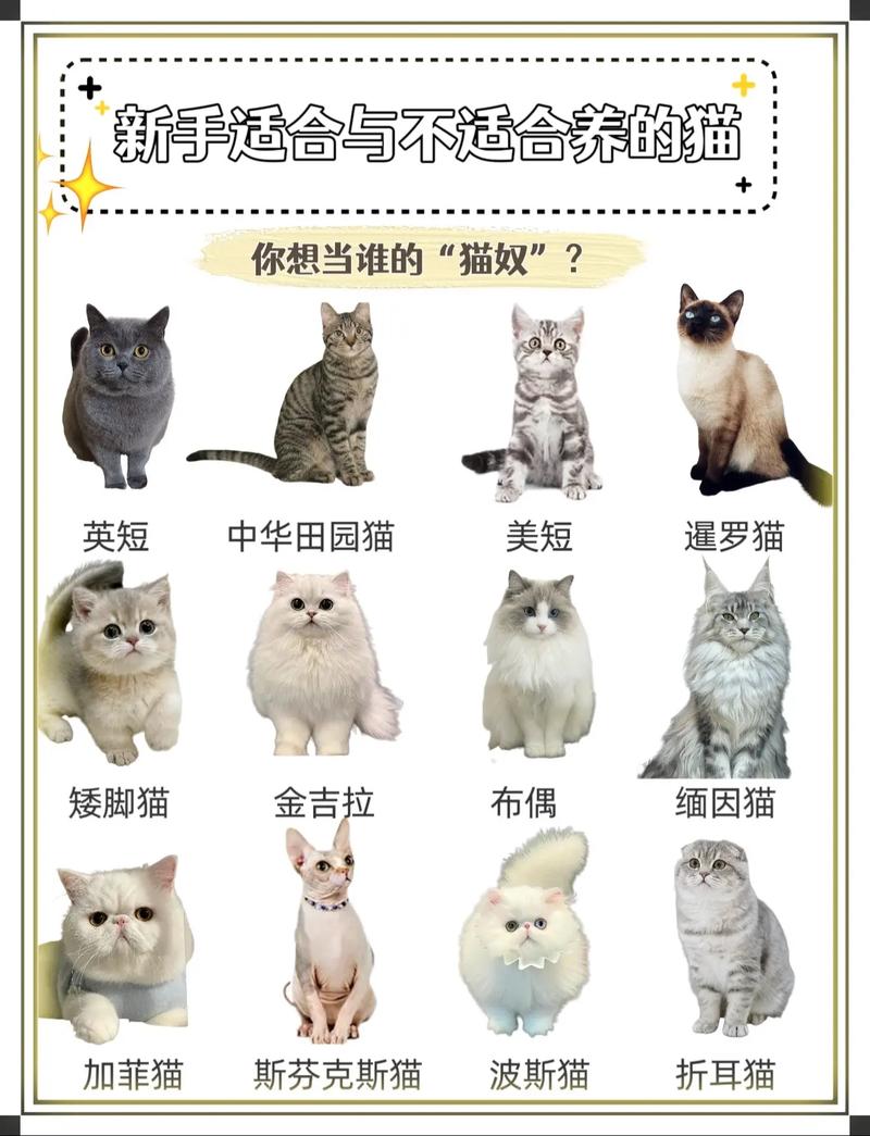 猫咪创伤处理指南，如何温柔地照顾受伤的小生命