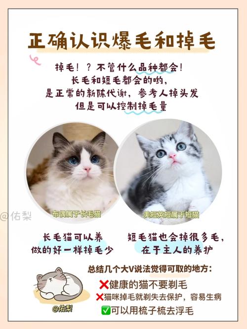 猫咪脱毛问题全攻略，轻松应对掉毛危机