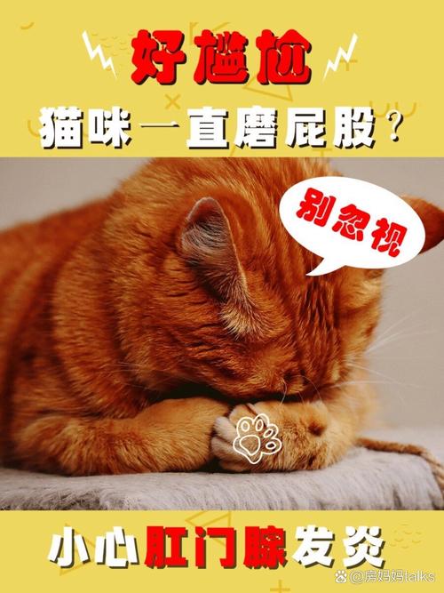 猫咪屁股流血的原因及应对措施