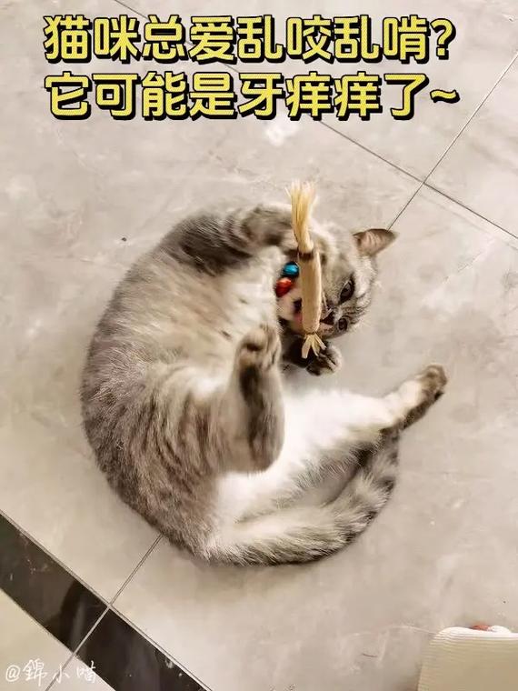 猫咪的老啃习惯背后，为何它们总爱啃咬物品？