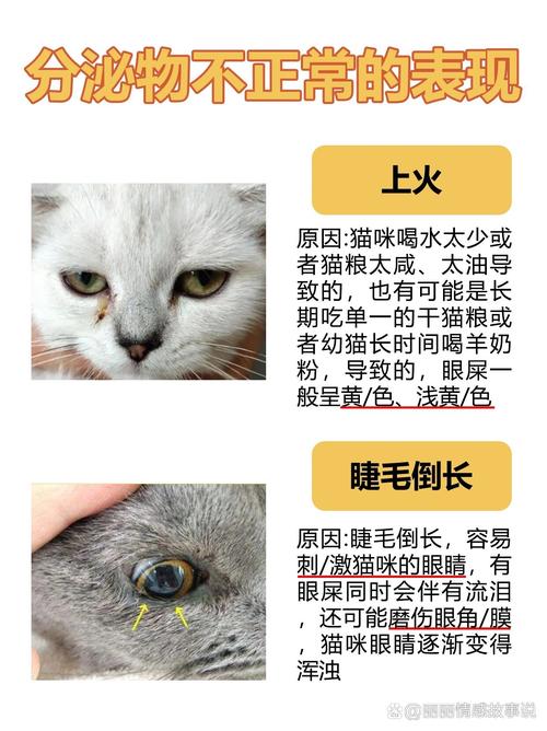 揭秘猫咪眼角眼屎粘稠的秘密