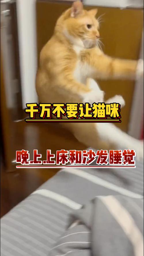 猫咪训练不上床