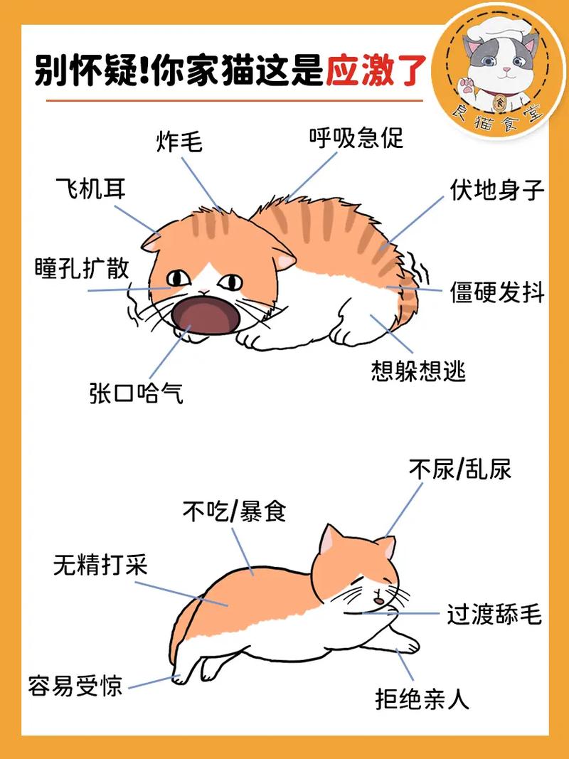 猫咪应激反应尿床，如何识别与缓解