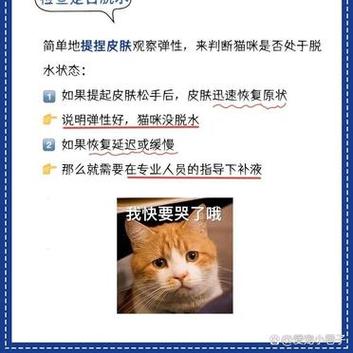 猫咪为何会发烧？了解如何正确处理