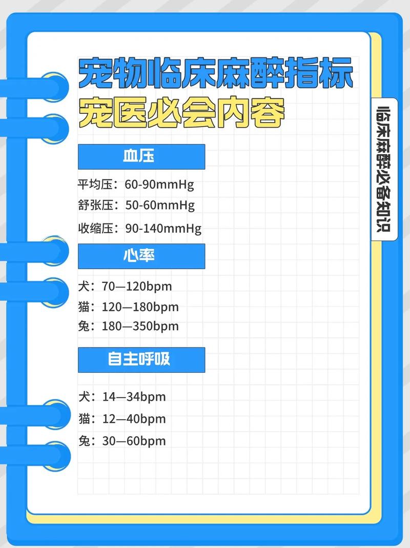 如何在家中轻松为爱宠测量猫咪的脉搏与心跳