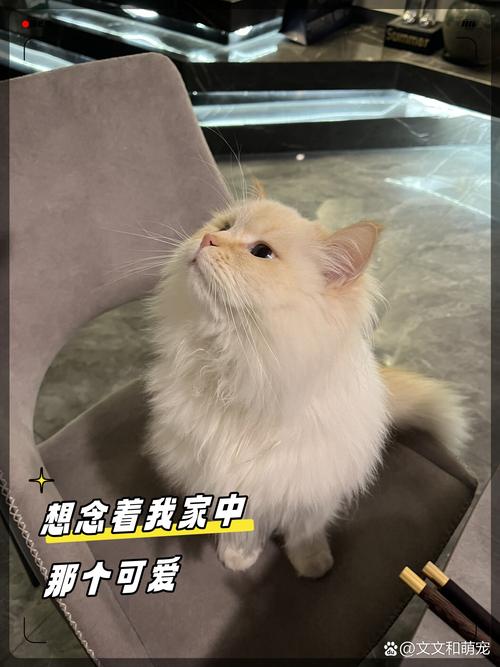 猫咪的呼唤，当主人离开家时的无声沟通