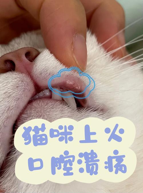 猫咪牙龈红与口臭，警惕口腔健康警报