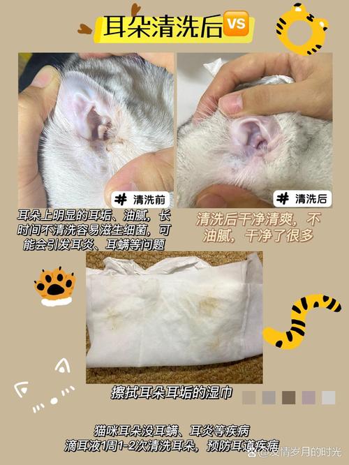 如何正确清洗猫咪的耳朵——呵护毛孩子健康从细节做起