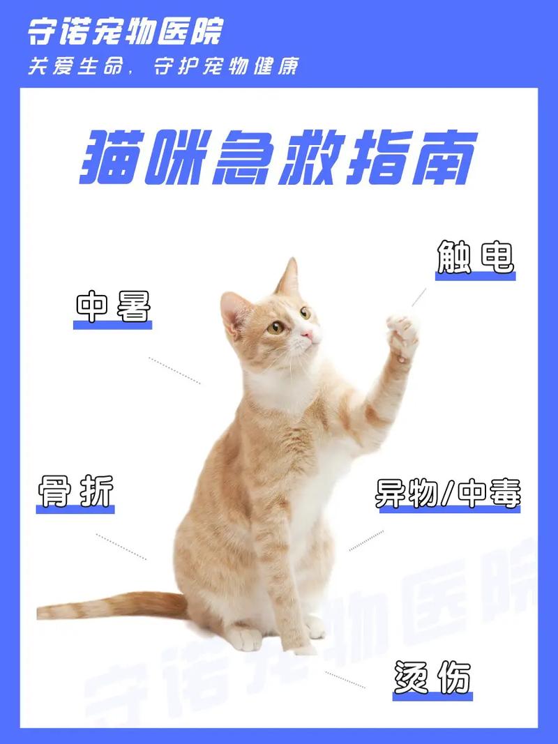 猫咪急救指南，关键时刻挽救生命