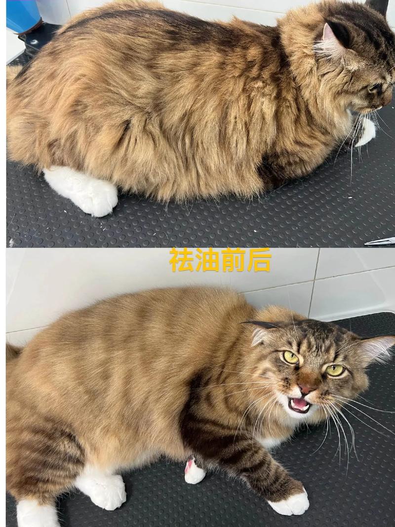 猫咪也能做美容，让毛孩子们焕然一新