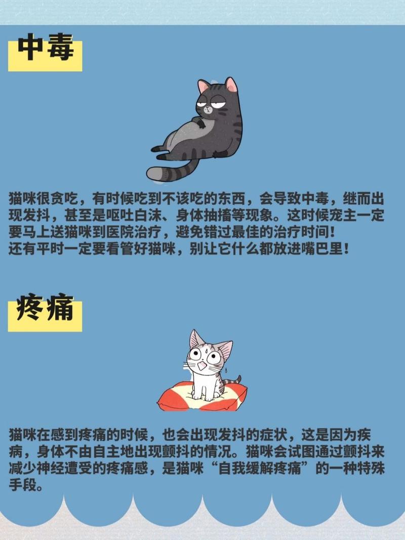 猫咪利尿食物指南，为您的毛孩健康保驾护航