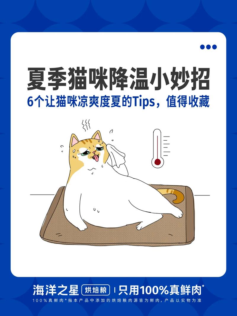 夏日炎炎，猫咪的避暑秘籍