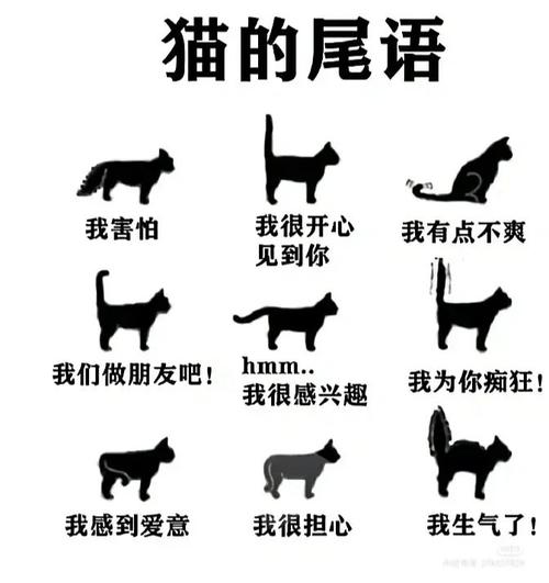 喵语里的秘密，解析猫咪的啊声