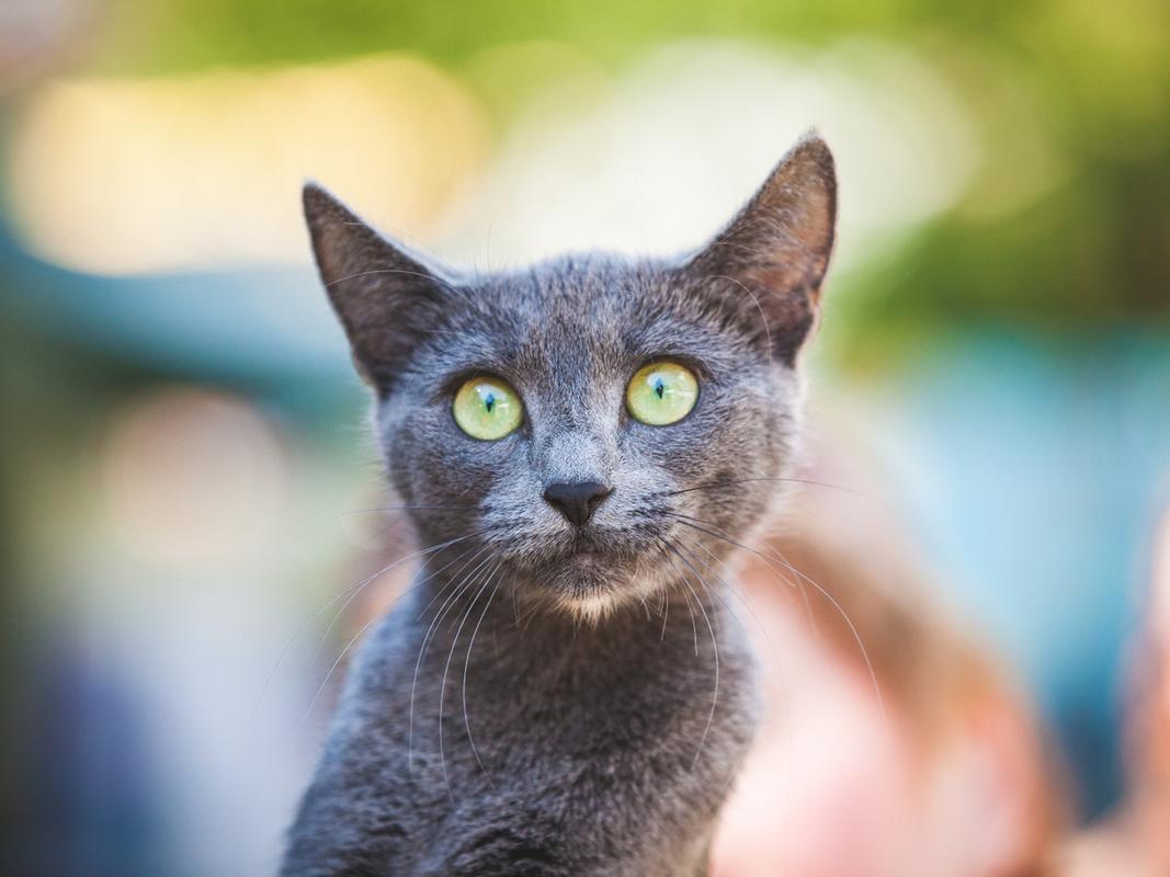 家中的异类，猫咪为何害怕陌生人