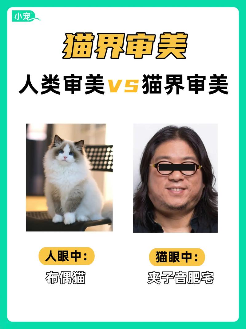 猫咪的色彩美学，最佳搭配色解析