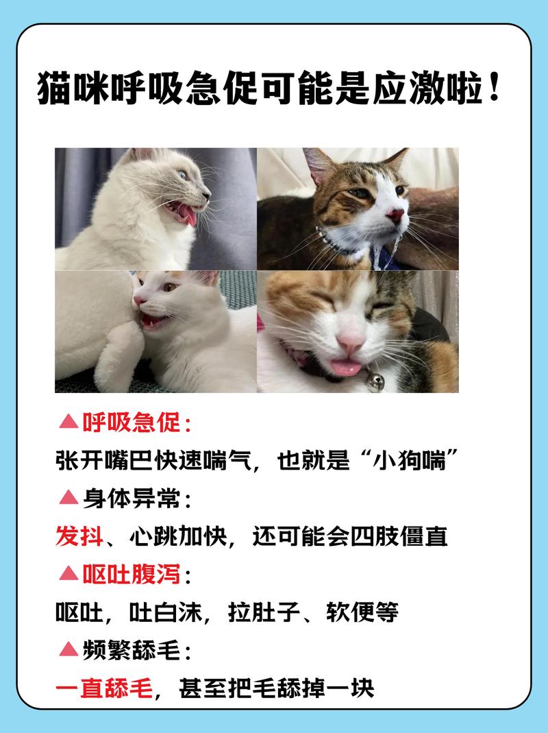 满月小猫为何呼吸急促？专家解读可能的原因和注意事项