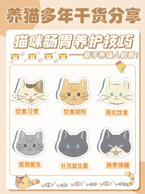 猫咪肠胃不适，症状识别与应对策略