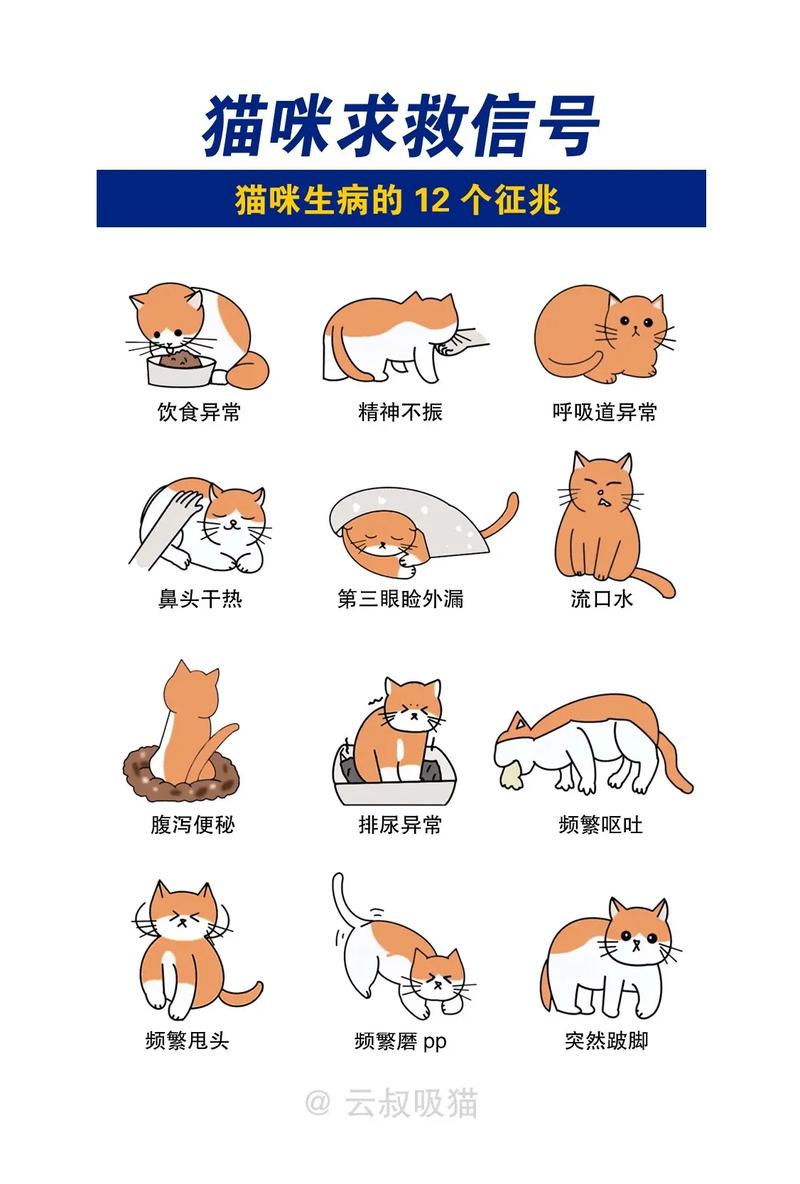 猫咪吃鱼为何会生病？揭秘猫咪的饮食禁忌