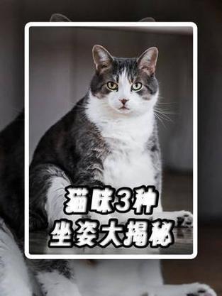 猫咪术后猝死，警惕宠物手术后的潜在风险